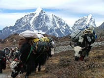 Yak is carrying expeditionary equipment